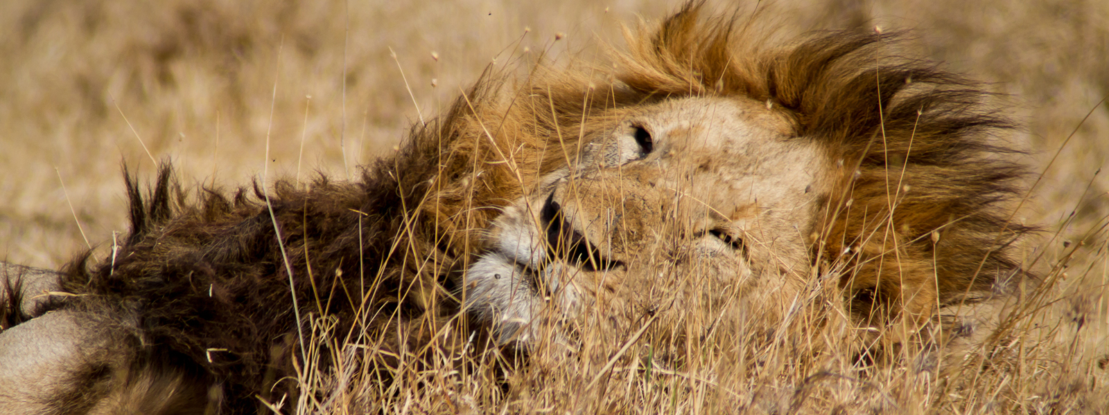 PERIPECIAS DE UNA GUÍA DE VIAJE, III: TANZANIA CON NUEVOS OJOS PERIPECIAS DE UNA GUÍA DE VIAJE, III: TANZANIA CON NUEVOS OJOS